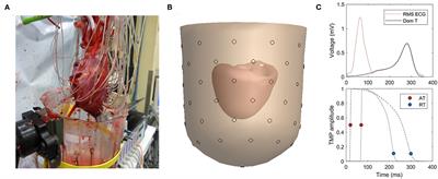 Ex vivo Validation of Noninvasive Epicardial and Endocardial Repolarization Mapping